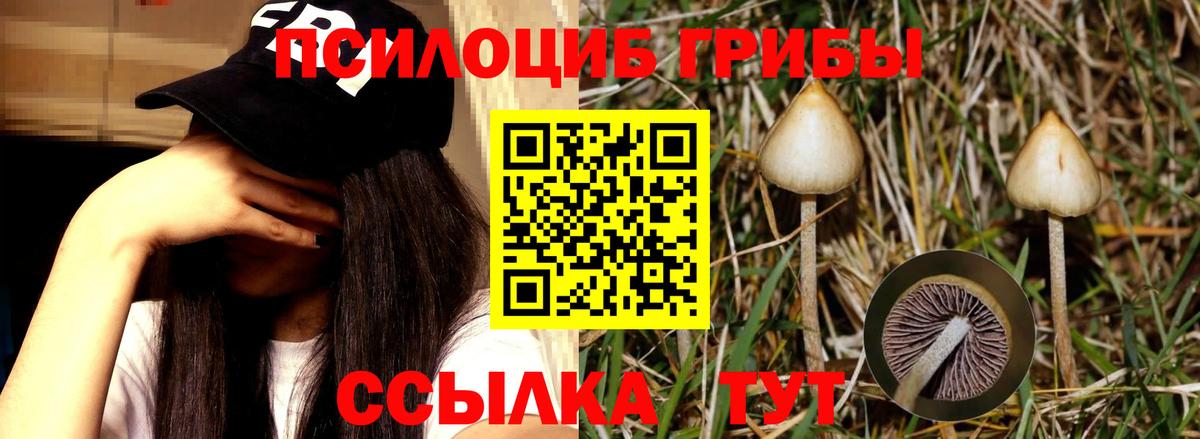 Псилоцибиновые грибы мицелий Салават